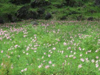 大史村在哪？大史村景点介绍