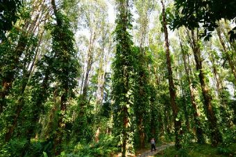河西红树林公园在哪？河西红树林公园景点介绍