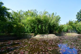 水稻国家公园在哪？水稻国家公园景点介绍