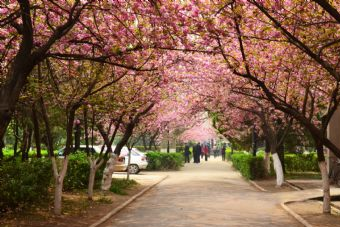 西安交通大学在哪？西安交通大学景点介绍