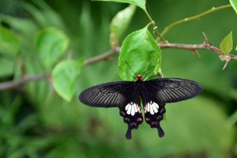 井勿幕墓在哪？井勿幕墓景点介绍