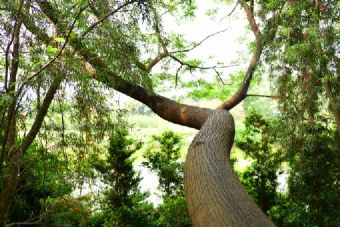 黄羊山国家森林公园在哪？黄羊山国家森林公园景点介绍