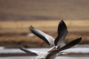 隆宝滩自然保护区在哪？隆宝滩自然保护区景点介绍