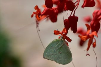 柿庄壁画墓在哪?柿庄壁画墓景点介绍