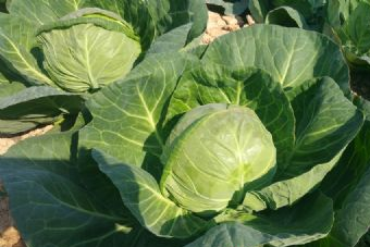 泉子湾生态农庄在哪?泉子湾生态农庄景点介绍