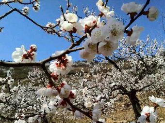 遵化桃花山在哪？遵化桃花山景点介绍