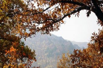 大板森林公园在哪？大板森林公园景点介绍