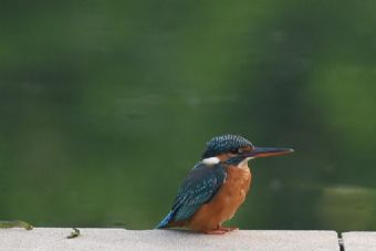 東風(fēng)鎮(zhèn)綠色生態(tài)旅游區(qū)在哪？東風(fēng)鎮(zhèn)綠色生態(tài)旅游區(qū)景點介紹