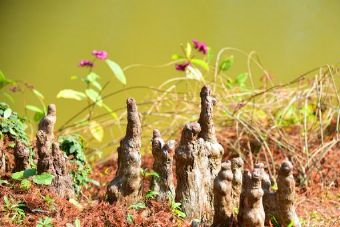 富裕县森林植物园在哪？富裕县森林植物园景点介绍