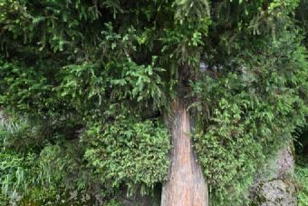 琵岩山在哪？琵岩山景点介绍