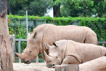 太湖歡樂園 無錫動物園在哪？無錫動物園（太湖歡樂園）景點介紹