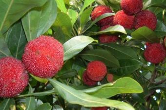 慕灣果園在哪？慕灣果園景點介紹