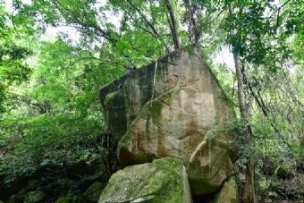 江城森林植物園在哪？江城森林植物園景點介紹