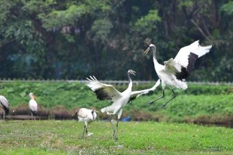 南京珍珠泉野生动物生态园在哪?南京珍珠泉野生动物生态园景点介绍