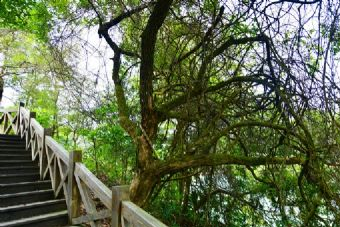 兴安国家森林公园在哪？兴安国家森林公园景点介绍