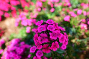 大河岛生态公园在哪?大河岛生态公园景点介绍