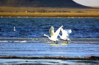 岗更诺尔湖在哪？岗更诺尔湖景点介绍