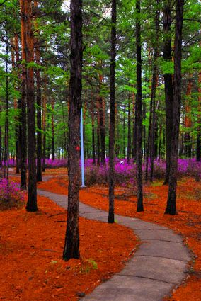 松苑原始森林公園在哪？松苑原始森林公園景點介紹