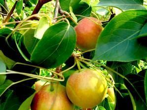 后安腰堡采摘园在哪？后安腰堡采摘园景点介绍