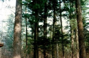 鹤北联营红松母树林在哪?鹤北联营红松母树林景点介绍