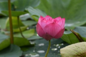 千山百鳥園景區(qū)在哪？千山百鳥園景區(qū)景點介紹