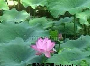 方正蓮花湖公園在哪？方正蓮花湖公園景點介紹