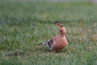 下龍頭龍崗遺址在哪？下龍頭龍崗遺址景點介紹