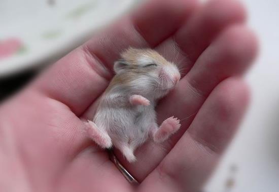 仓鼠藏食物夹囊会怎么样?_小常识