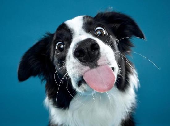狂犬病真的没救了吗?老是担心自己得狂犬病了怎么办?