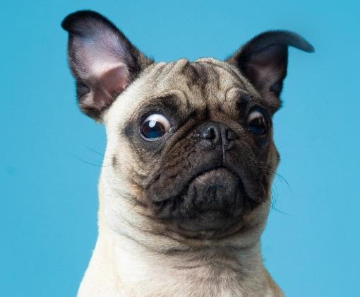 中国已经没有狂犬病了是真的假的?怎么判断人得了狂犬病没?