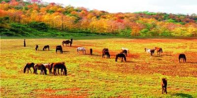 德保紅楓文化旅游節是哪兒的民俗嗎？德保紅楓文化旅游節介紹