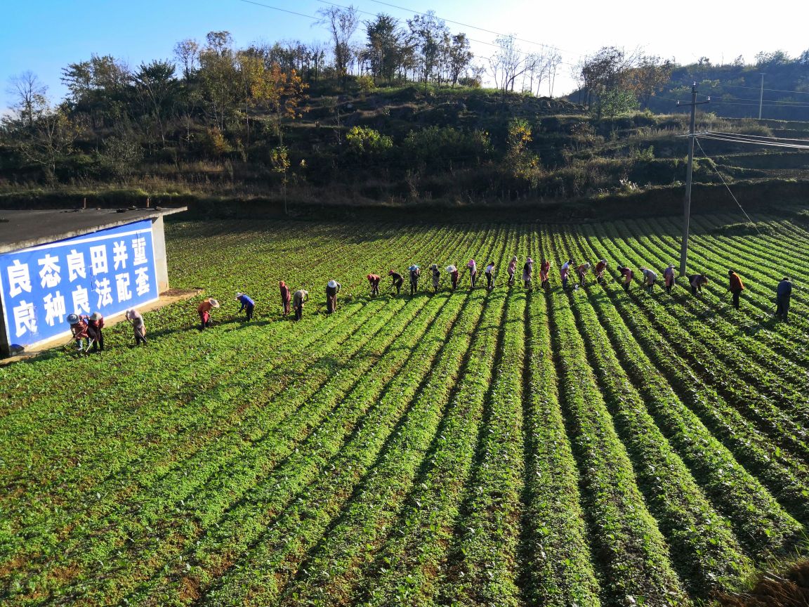 金牛区青杠村图片