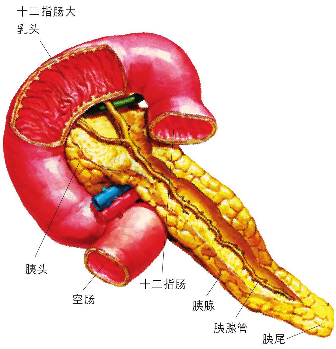 胰腺长什么样图片图片