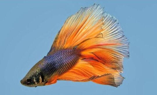 饲料|水蚤_斗鱼吃什么饲料_动物小常识