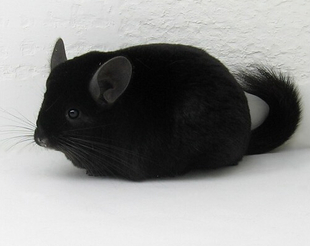 多少钱|黑色_纯黑龙猫一般多少钱_动物小常识