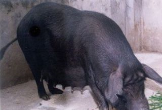 岔路黑猪是哪儿的特产吗？岔路黑猪介绍