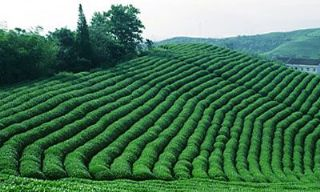 河姆渡茶叶是哪儿的特产吗？河姆渡茶叶介绍