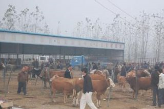 地城黃牛是哪兒的特產嗎？地城黃牛介紹