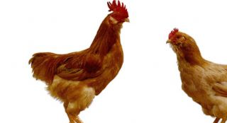 象洞雞是哪兒的特產(chǎn)嗎？象洞雞介紹