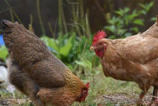 赤土土雞是哪兒的特產(chǎn)嗎？赤土土雞介紹