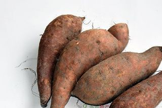 占圩紅薯是哪兒的特產嗎？占圩紅薯介紹