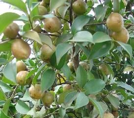 花垣油茶是哪儿的特产吗？花垣油茶介绍