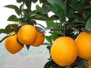 花垣臍橙是哪兒的特產嗎？花垣臍橙介紹