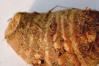 府管香芋是哪儿的特产吗？府管香芋介绍