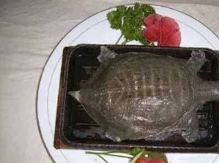 铁板甲鱼是哪儿的特产吗？铁板甲鱼介绍