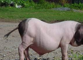 东山猪是哪儿的特产吗?东山猪介绍