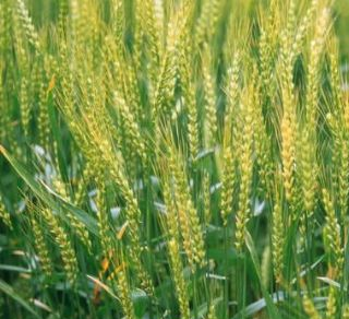 泸州软质小麦是哪儿的特产吗?泸州软质小麦介绍