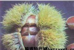 丙中洛板栗是哪儿的特产吗？丙中洛板栗介绍