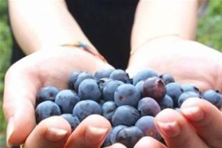 马贵蓝莓是哪儿的特产吗？马贵蓝莓介绍
