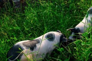 韶关梅花猪是哪儿的特产吗？韶关梅花猪介绍